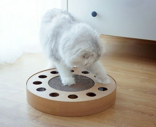 SportPet Kocia Gonitwa