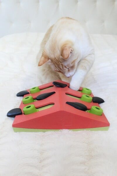 Nina Ottosson Cat Melon Madness Puzzle &amp; Play &#8211; gra edukacyjna dla kotów