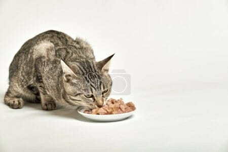Catz Finefood Purrrr puszka Collection I 6x200g