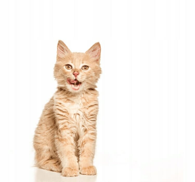 Sucha karma dla kota Applaws Cat Ocean fish 0,35 kg