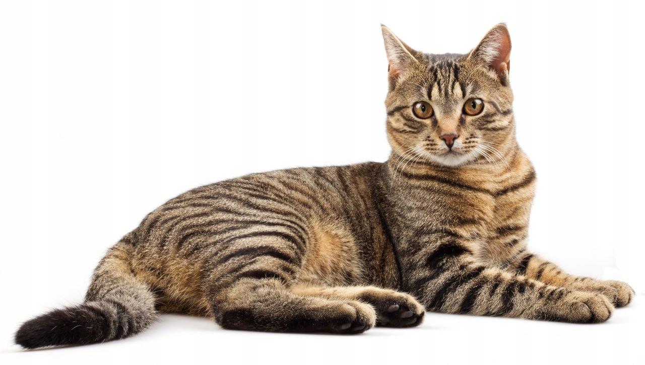 POKUSA Karma bezzbożowa sucha dla Kotów CatLine Wołowina z Kaczką 1kg