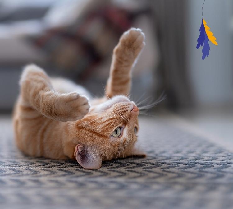 Animal Island dla Kota Saszetki 4 pak, 2xCielęcina/Królik &amp; 2xIndyk/Tuńczyk