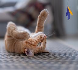 Animal Island karma mokra dla kota indyk&amp;tuńczyk 85g