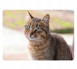 Slow Feeding miska spowalniająca