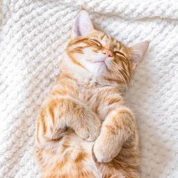 Mokra karma kot Wołowina 400 g Jane Cat Mokra karma kot Wołowina 400 g Jane Cat