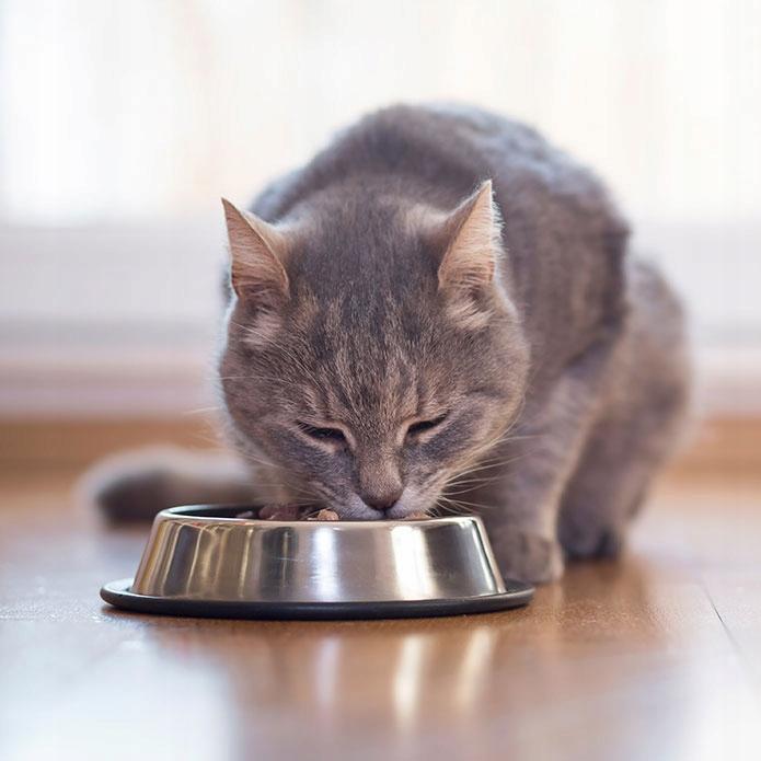 Mokra karma kot Wołowina 400 g Jane Cat Mokra karma kot Wołowina 400 g Jane Cat