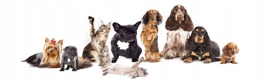 N&D PUMPKIN CAT LAMB & BLUEBERRY NEUTERED ADULT 300 GR N&D PUMPKIN CAT LAMB & BLUEBERRY NEUTERED ADULT 300 GR